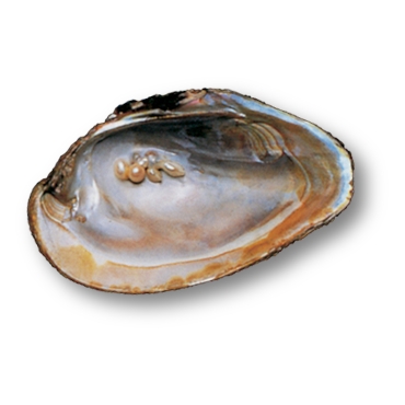 Freshwater Oyster