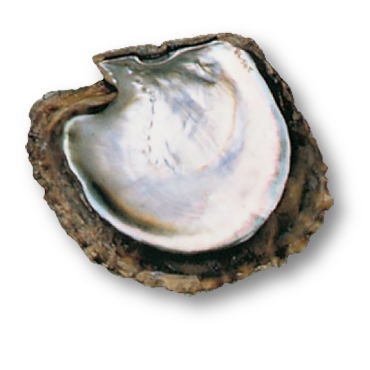 Tahitian Oyster